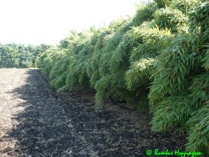 ausgewachsene Fargesia-Chinese-Wall Hecke
