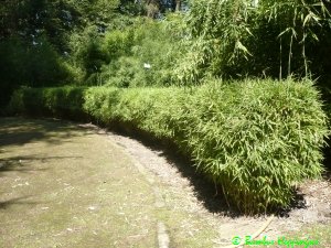 Hecke Fargesia-Jumbo geschnitten